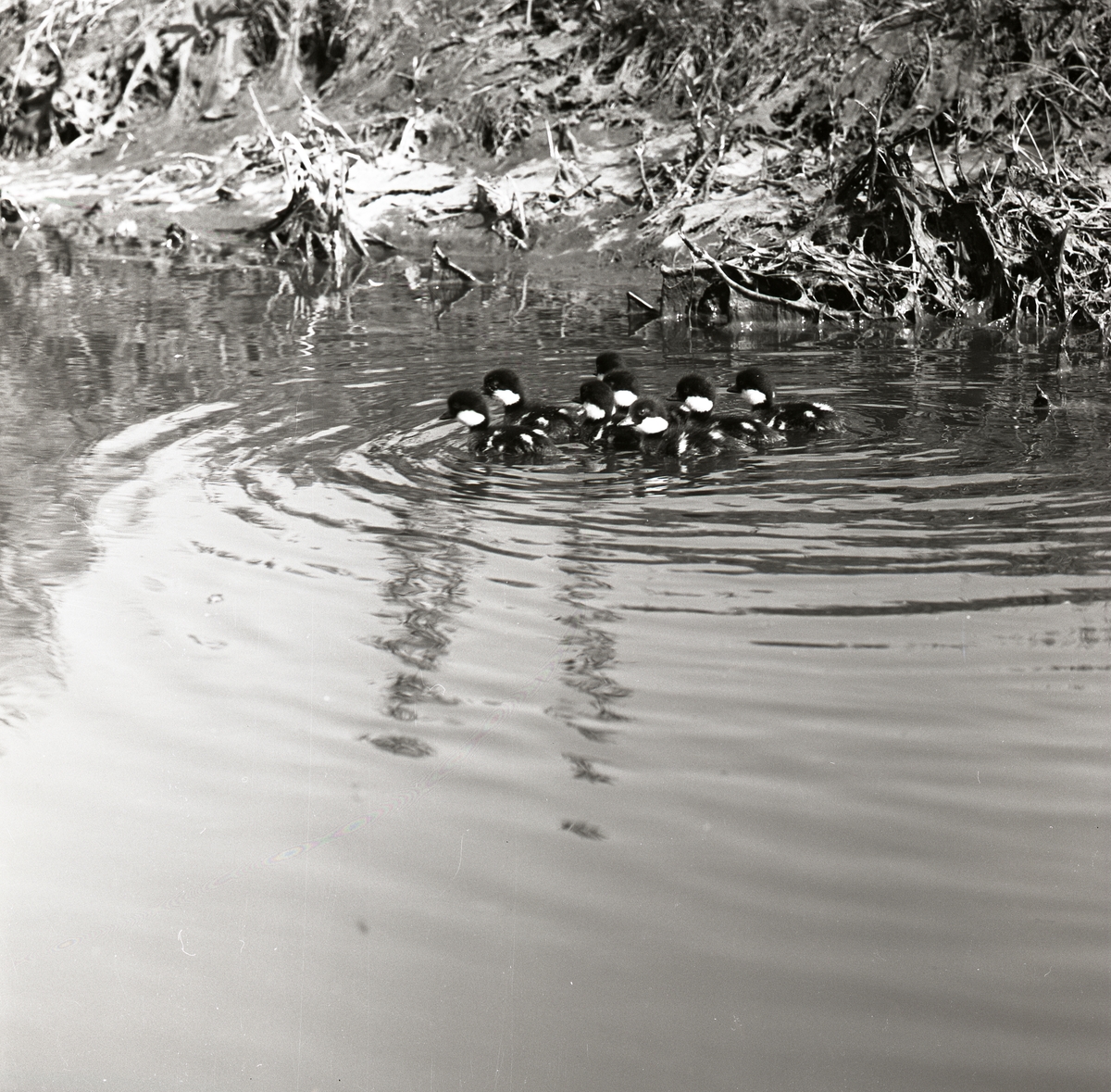 En grupp knipungarna simmar i en å, juni 1961.
