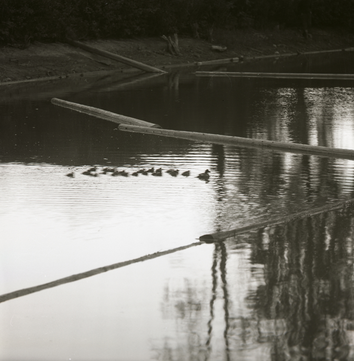 I ett vattendrag i Arbrå ligger ett antal timmerstockar och flyter. Mellan stockarna simmar en knipa med sina ungar i släptåg, 14 juni 1964.