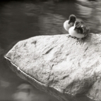 Två andungar sitter på en sten i vattenbrynet vid Furuvik i augusti 1955.