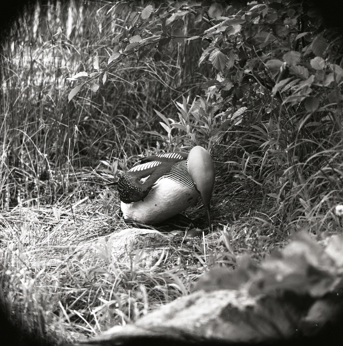 En storlom vänder på sina ägg vid Hölesjön, juni 1961.