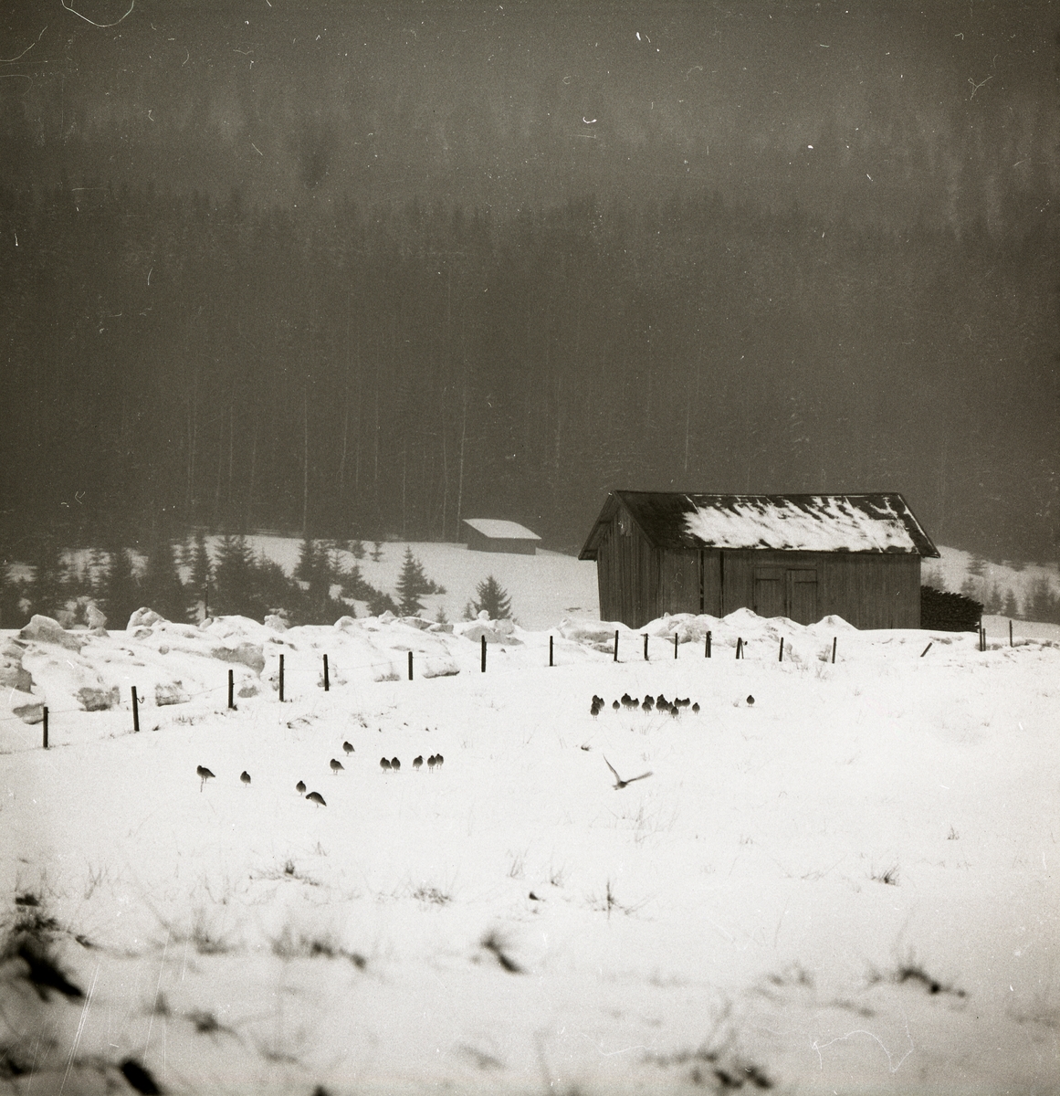 En flock duvor står i en hage som omgärdas av ett staket. I bakgrunden syns en snötäckt byggnad och en skog, vårvintern 1971.