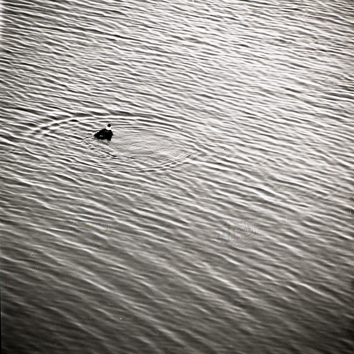 En fågel simmar i vatten med vågigt mönster, 1971.