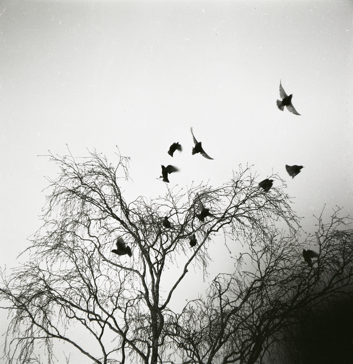 Några kråkor flyger upp från ett träd, 1972.