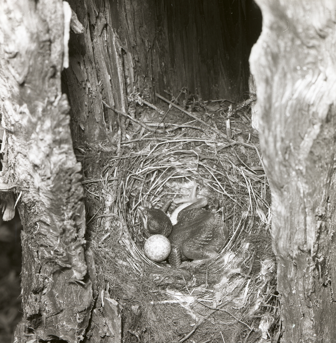 En gökunge ligger i ett fågelbo och försöker putta ut de andra fågeläggen från boet.