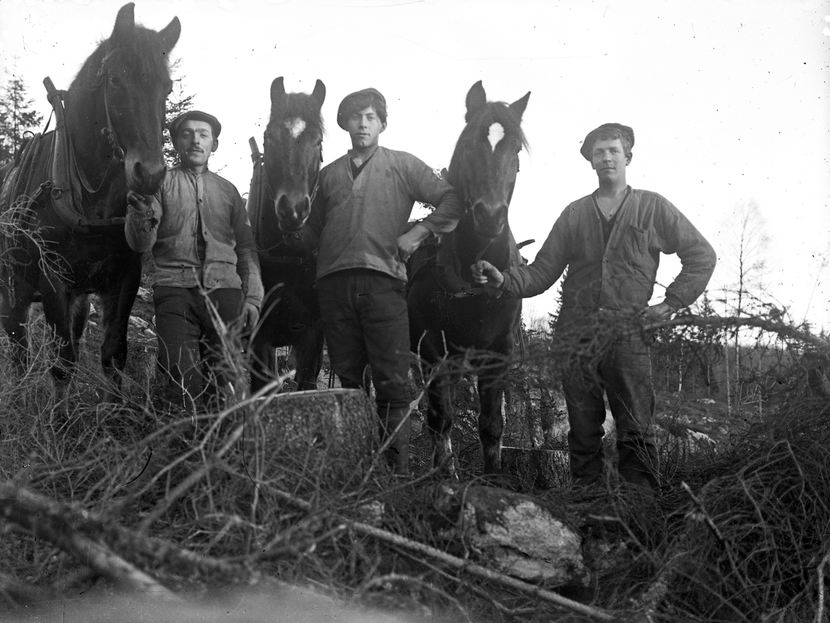 Från vänster; Karl Boman, Arthur Lindberg och Erik "Lill-Erik" Johansson med hästar, i Sandviksbergen (Sandvik i Stora Färgen) en ovanligt varm februari.