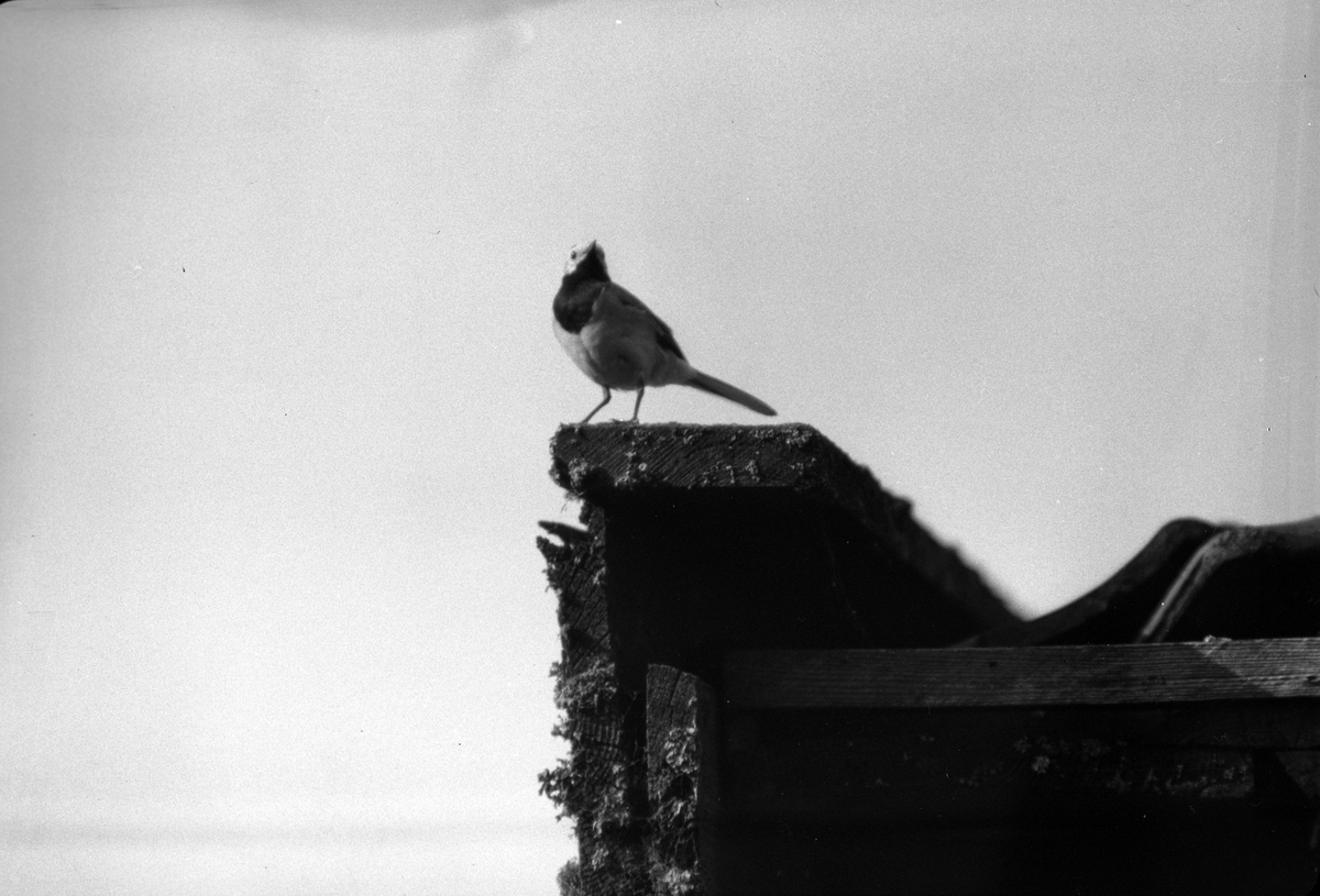 En fågel sitter på en taknock. I fotografens anteckningar står det "35 films fr. semester på Halö".