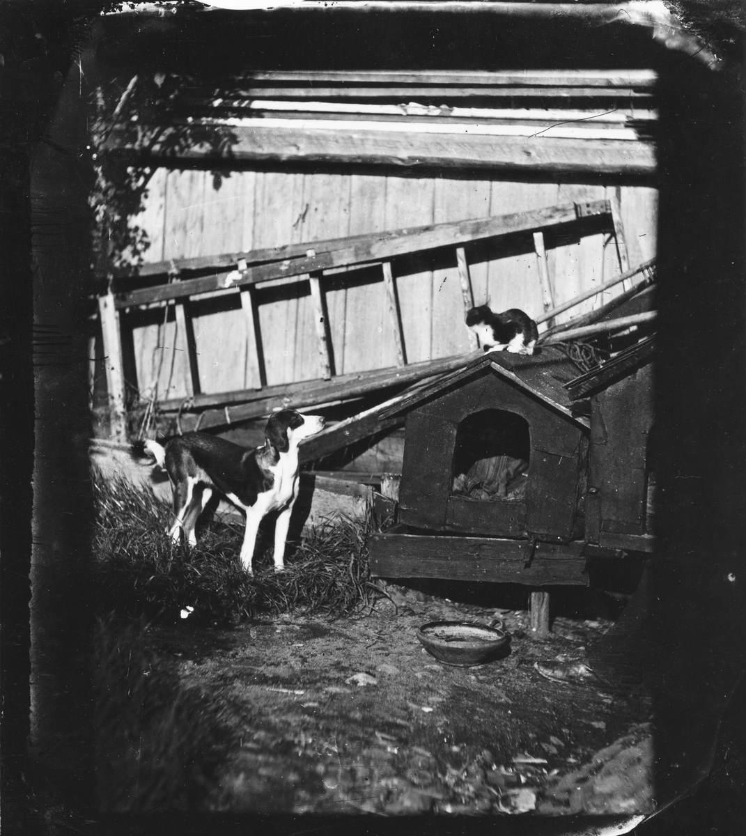 Hund och katt vid hundkoja, Uppsala 1875