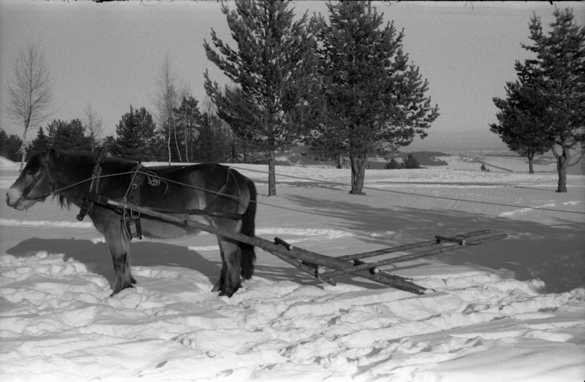 Sju bilder fra Hærens Hesteskole på Starum. vinteren 1955. Improvisert anordning for transport av sykebåre trukket av hest på snøføre.