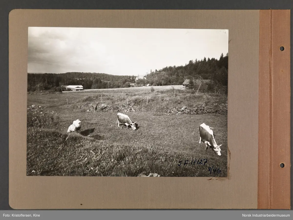 Fotoalbum med 50 sider og 66 innlimte fotografier fra Norsk Hydro på Herøya.