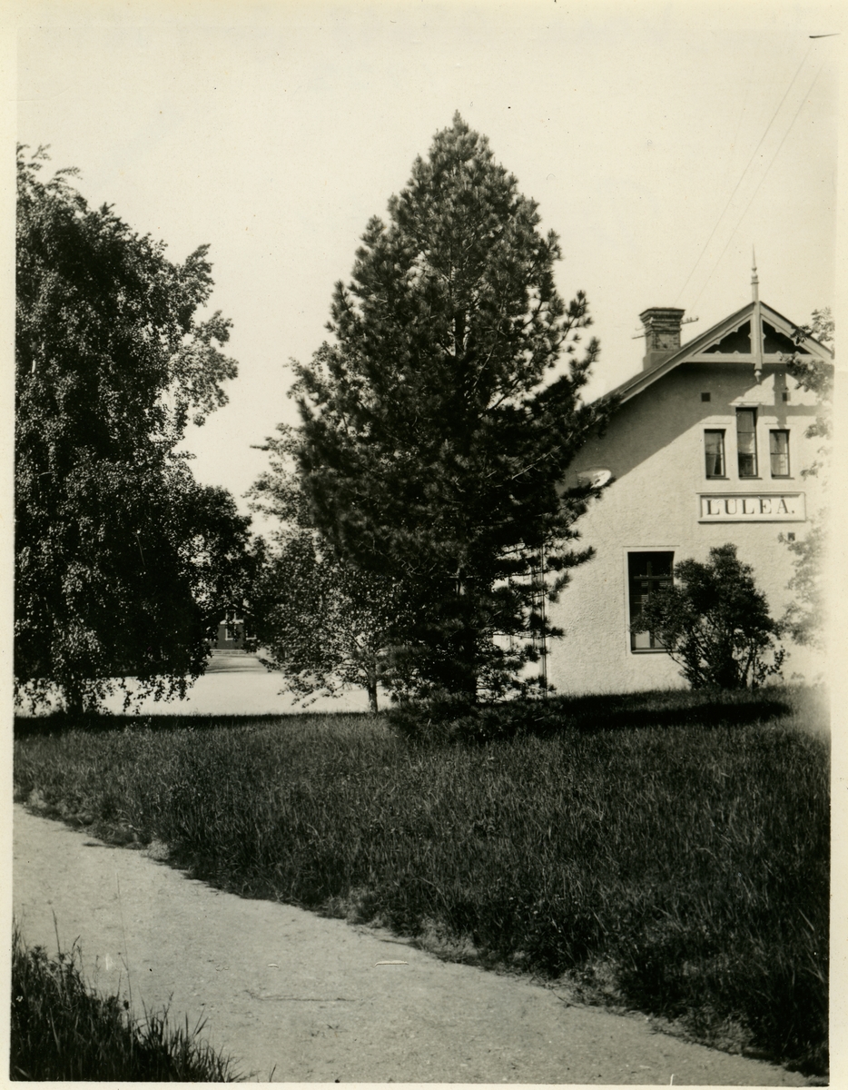 Luleå station.

Cembratall (Pinus cembra, även kallad brödtall).