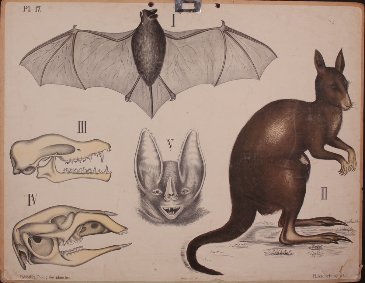 Motivet viser flaggermus, kenguru og kranier.