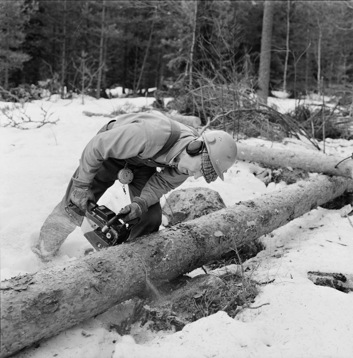 Lantbrukare Bertil Widblad arbetar med motorsåg i skogen, Mossbo, Tierps socken, Uppland 1981 - 1982