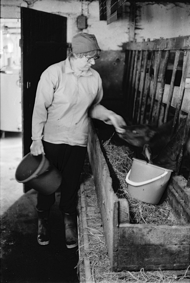 Lantbrukare Mary Widblad ger kalvar mjölkersättning, Mossbo, Tierps socken, Uppland maj 1981