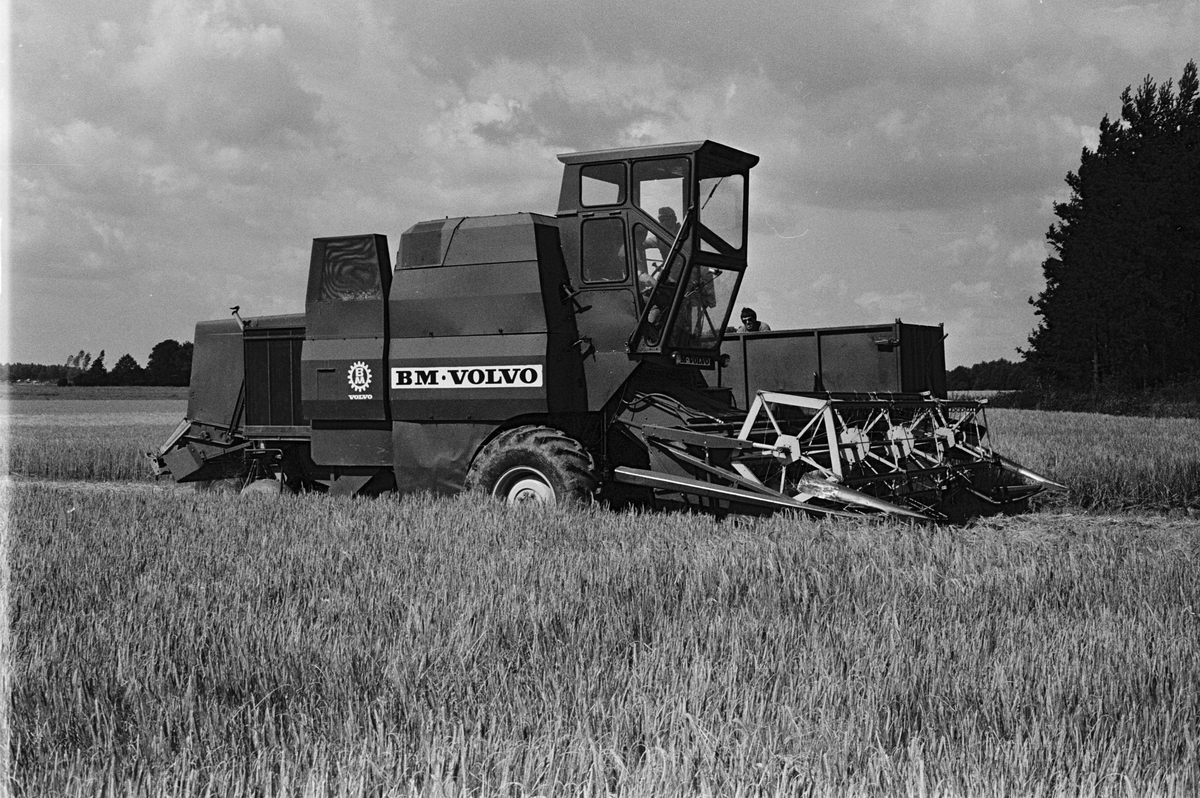 Tröskning av säd, Hacksta gård, Enköpings-Näs socken, Uppland augusti 1981
