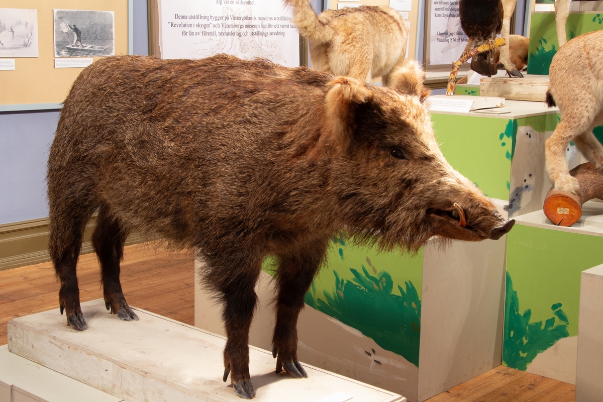 Vänersborgs museum. Utställningen "I björnjägare Lloyds fotspår - Jägaren och zoologen".