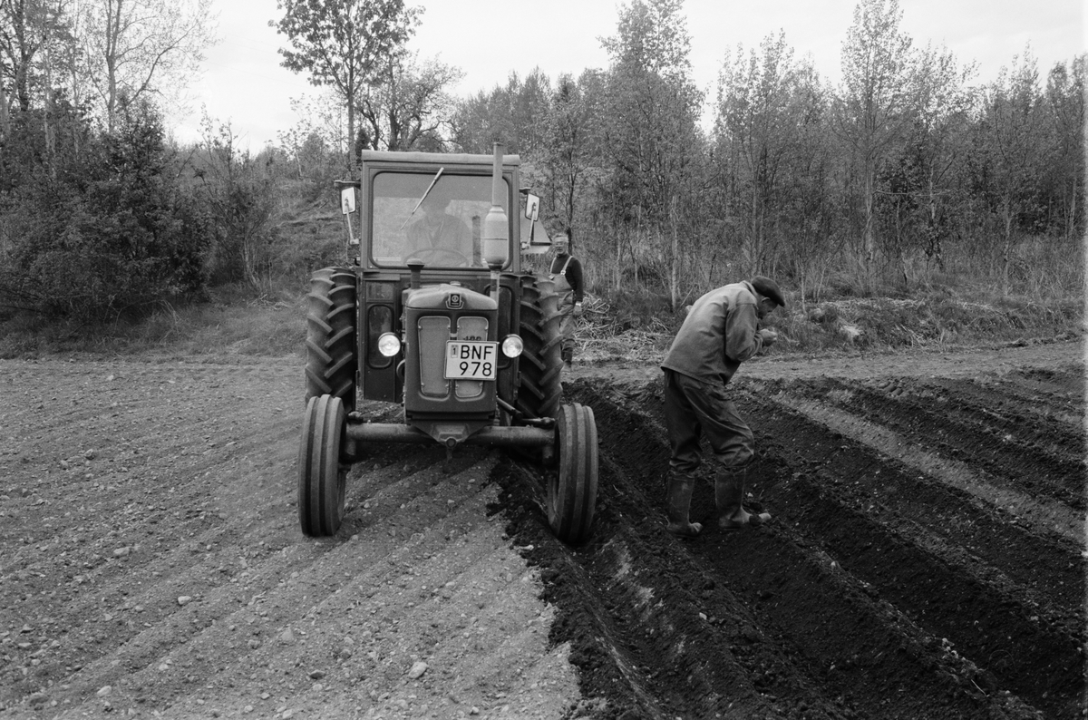 Lantbrukare Arvid och Birger Mattsson samt okänd man sätter potatis, Lönnholmen, Gräsö, Uppland 1995