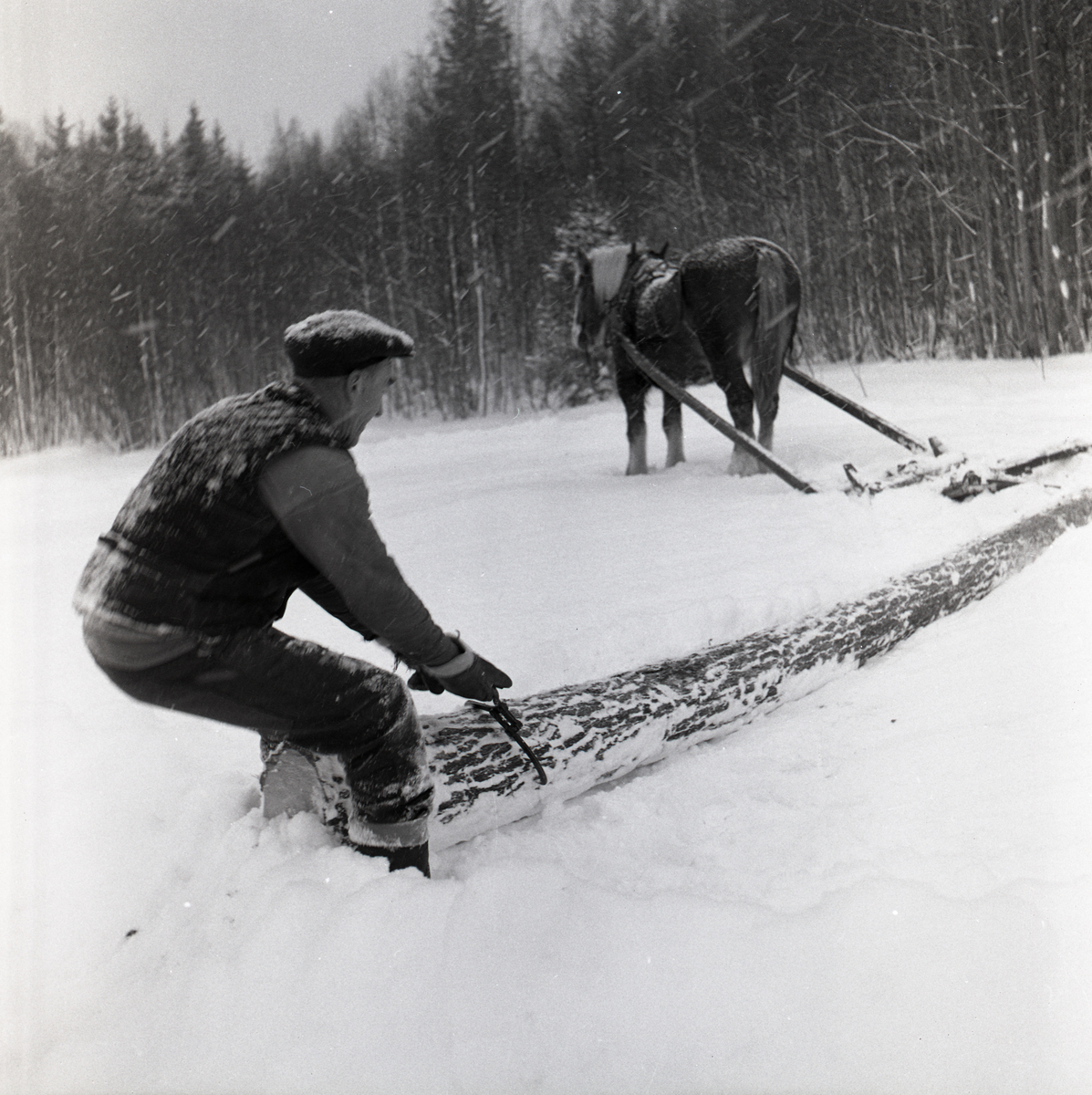 En man släpar en timmerstock med en timmersax genom ett snöigt landskap. Framför honom står en häst förspänd med en släde, Glössbo 1960.