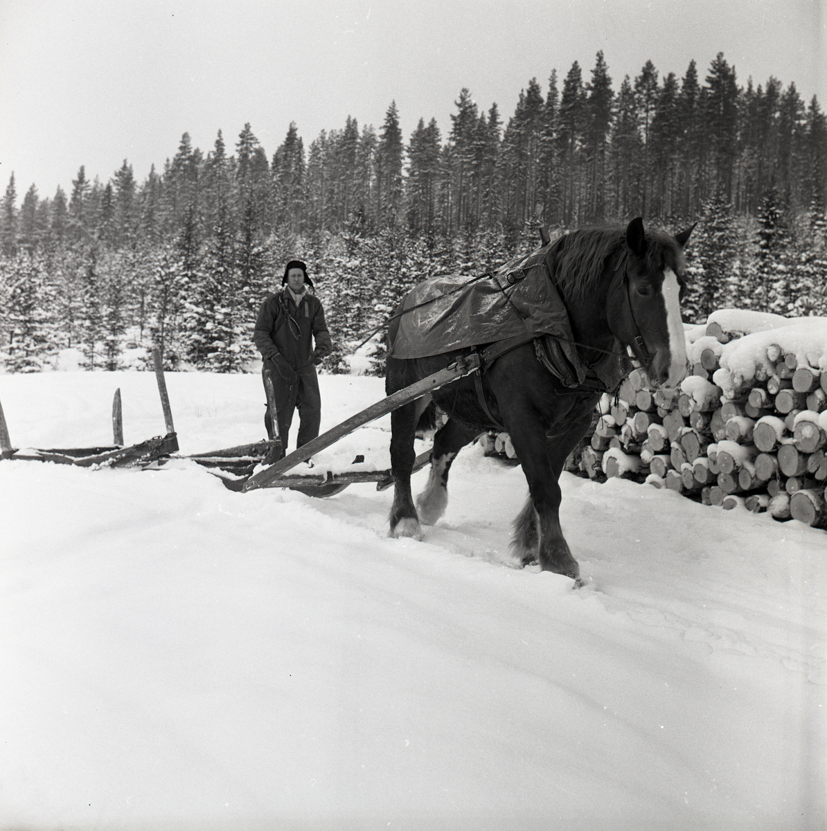En man kör en förspänd häst vid Istevallen den 18 februari 1964. Hästen drar en släde som ska fyllas med timmer.