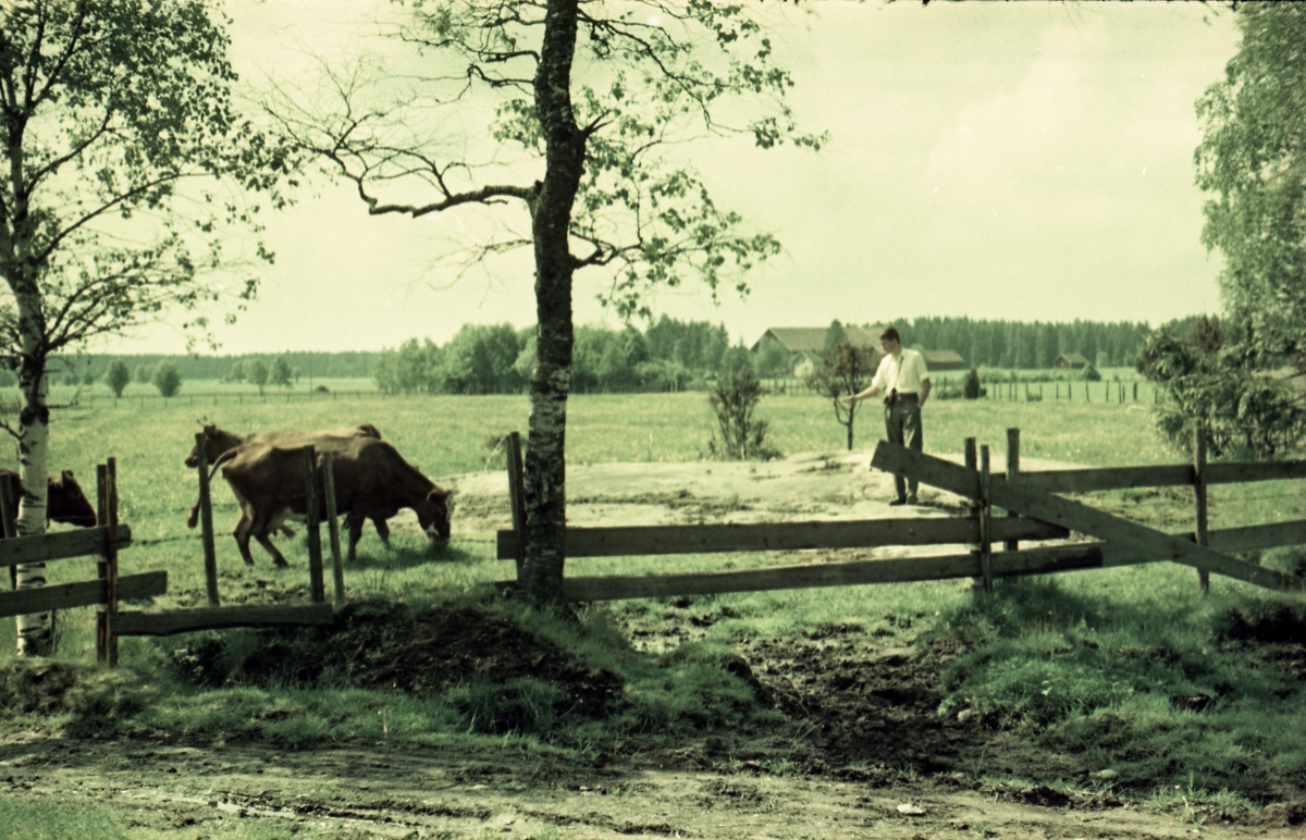 Kuslipp på gården Huset i Askim juni 1957. Personen er Kjell Røisli.