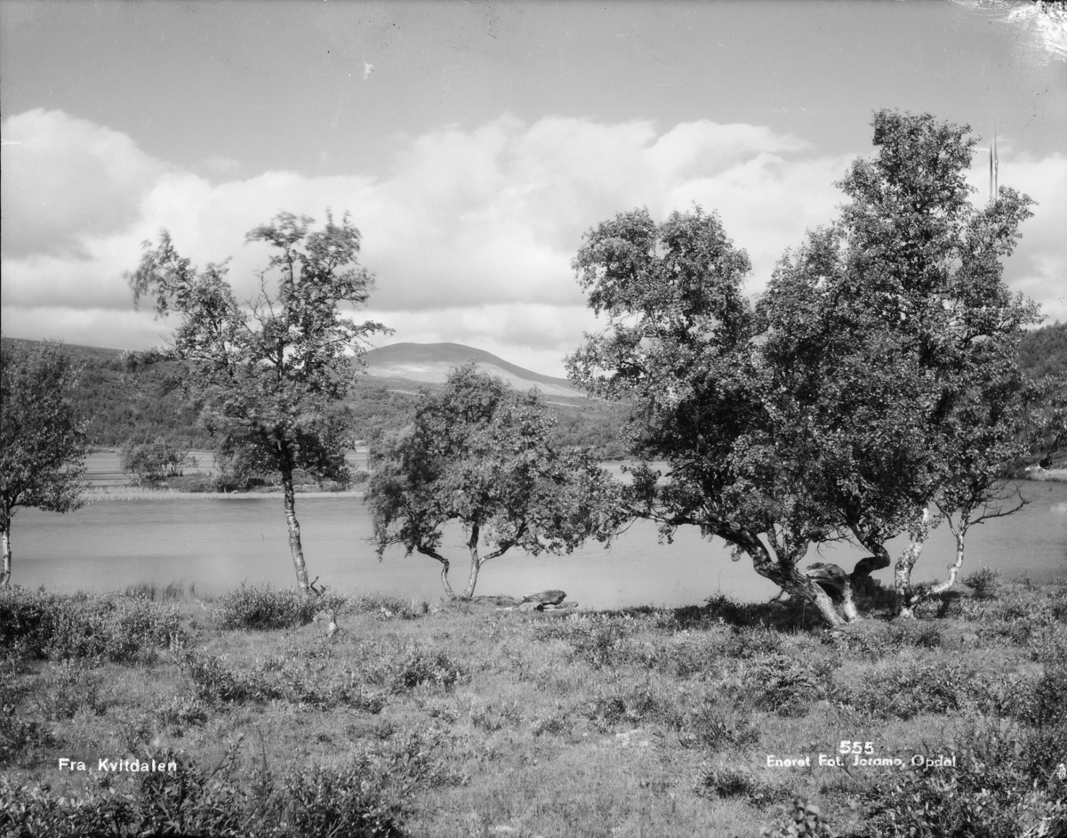 Dovrefjell, ved Kvitdalsvatnet med fjellbjørk. Påskrift: fra Kvitdalen
