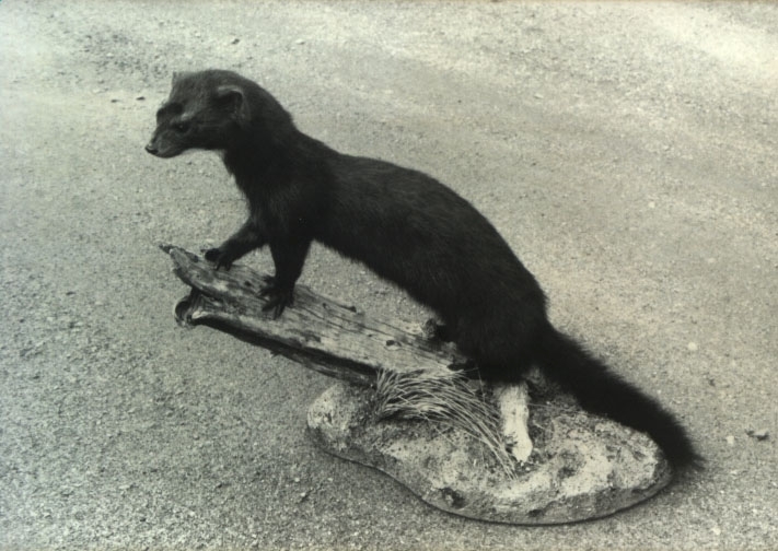 Utstoppet mink - Lierne Museer / DigitaltMuseum