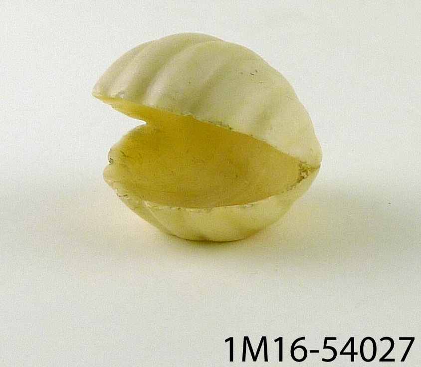 Nipperskål av alabaster, i form av en mussla, som är öppen.