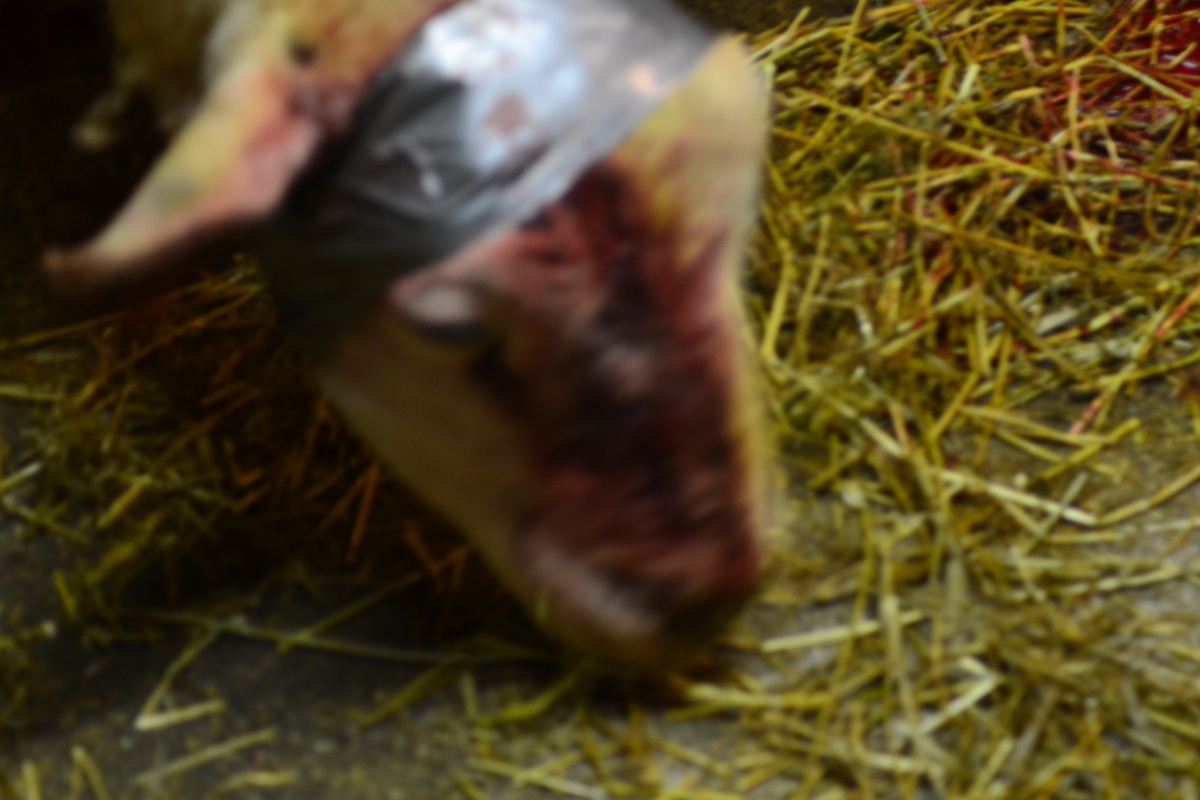 Asbjørn Hagas sauer før og etter klipping. Den eine væren har teip rundt hovudet for å stoppe blødning i hornfestet.