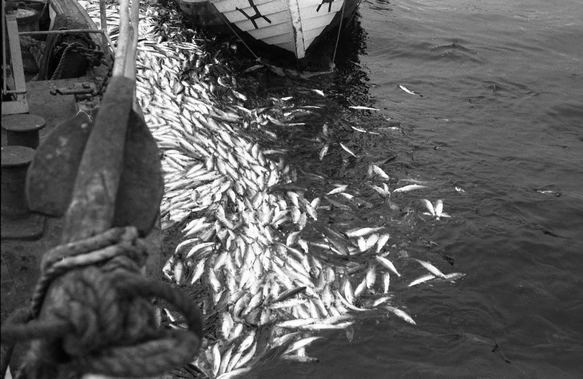 Serie på 41 bilder fra et fiskefelt, trolig sildefiske med not. Bildene er tatt av en person ombord i ei skøyte som trolig heter KIDD, og viser ulike faser i fangstprosessen. Hvor bildene er tatt er ukjent. Ingen av personene, er identifisert.