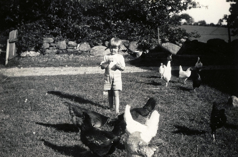 4-årige Evert Jansson och några höns på gräsmattan vid Tulebo Nordgård "Fredrikssons" år 1938. Han kom som sommargäst tillsammans med systrarna Dahlberg från Burås i Göteborg.