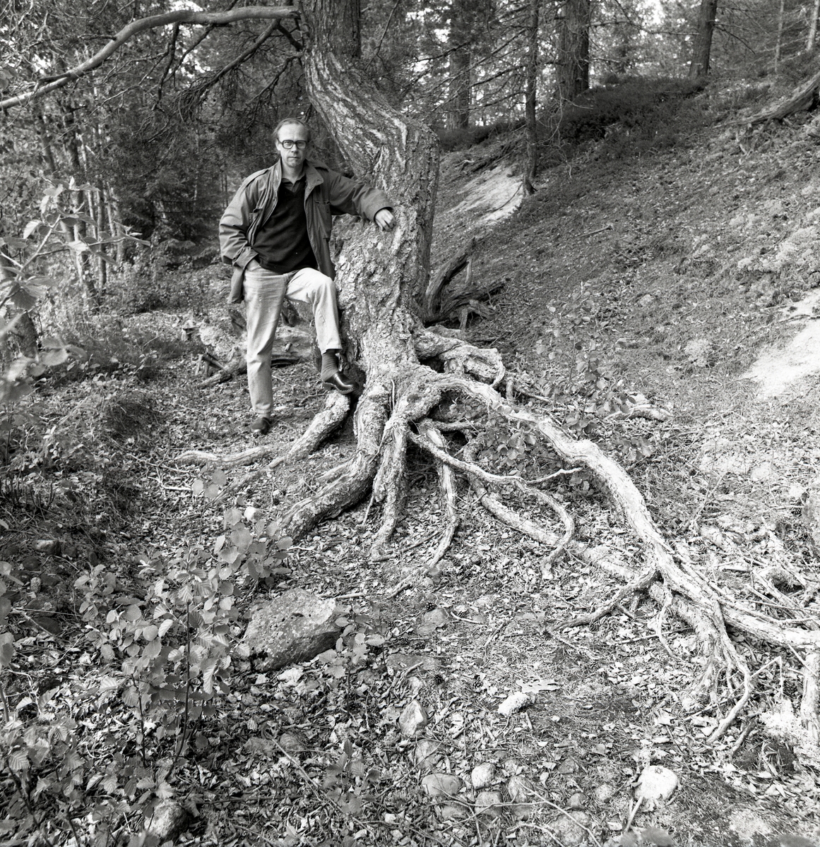 En man står i slänten vid ett träd som har sina rötter ringlande på marken, mannen har träskor och bär glasögon. Runtom är det jord, löv, gräs och skog. Ängratörn och stubbarna Törn 1990.