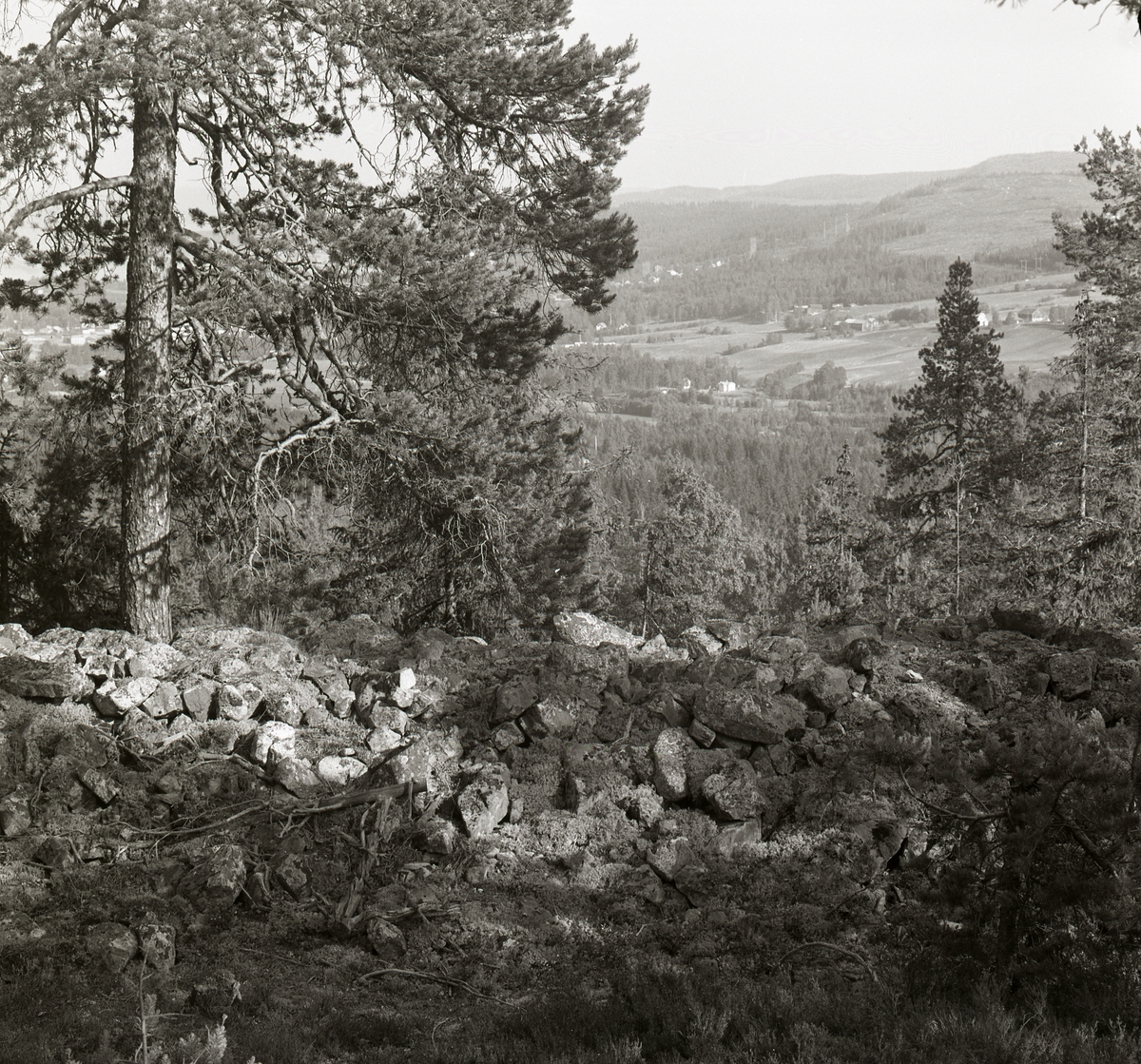 Stensättsborgen, en stenmur och ett träd i Bollsta, Ångermanland, 1974.