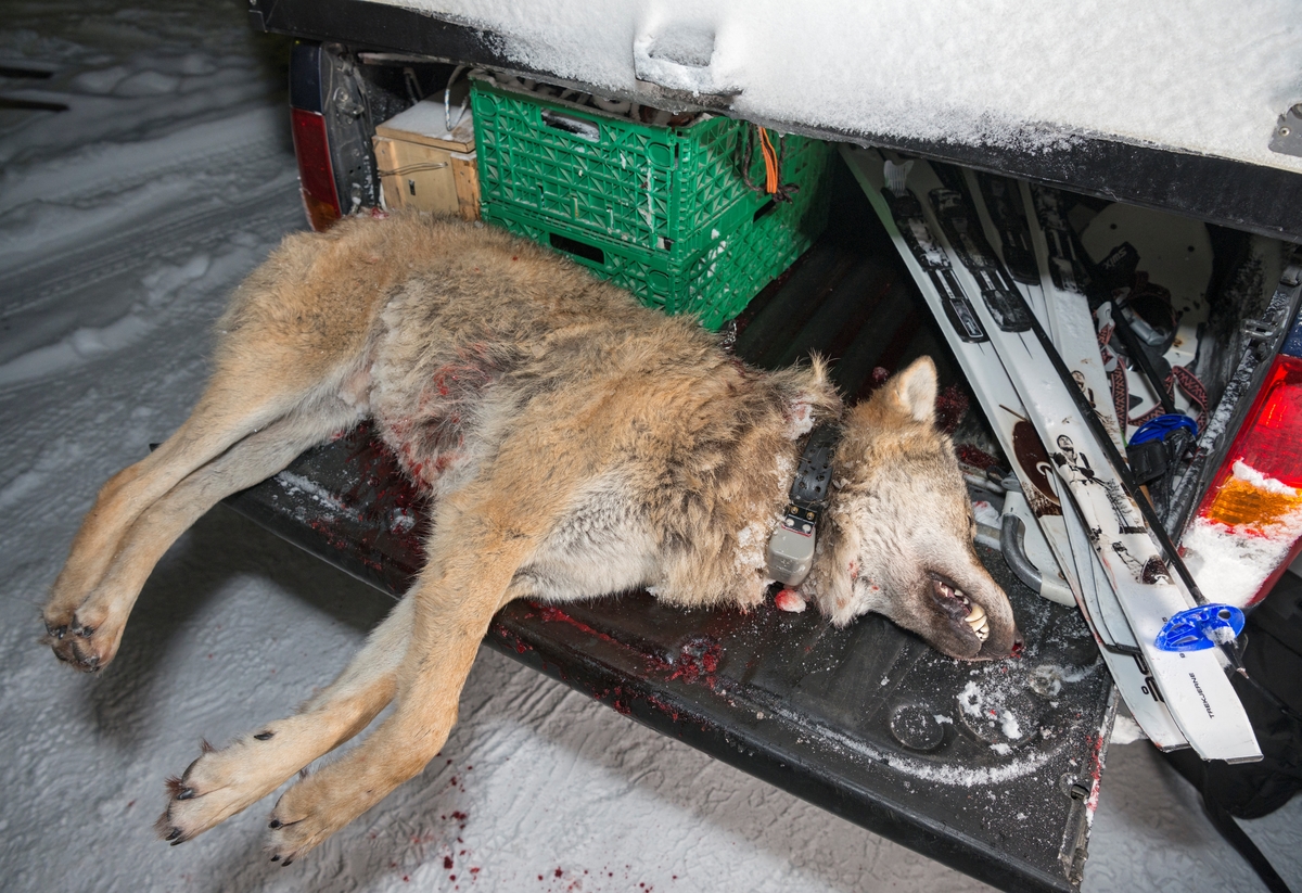 Fra ulvejakta 2018. Jakt på ulv som lever vekselsvis i og utenfor ulvesonen i Hedmark. Ulv fra Osdalsreviret skutt øst for Storsjøen 3/1, en dag det ble skutt fire ulv fra dette reviret. Ulvejakt. Jakt på ulv. Stor hannulv med radiosender. Ulven ligger på lasteplanet på en pick-up noen timer etter at den ble skutt. Totalt 53 jegere deltok i jakten på Osdalsflokken på jaktas tredje dag. Rendalen, Hedmark. Lisensjakt på ulv. Offisiellt besto Osdalsreviret før jakta av 10 individer.