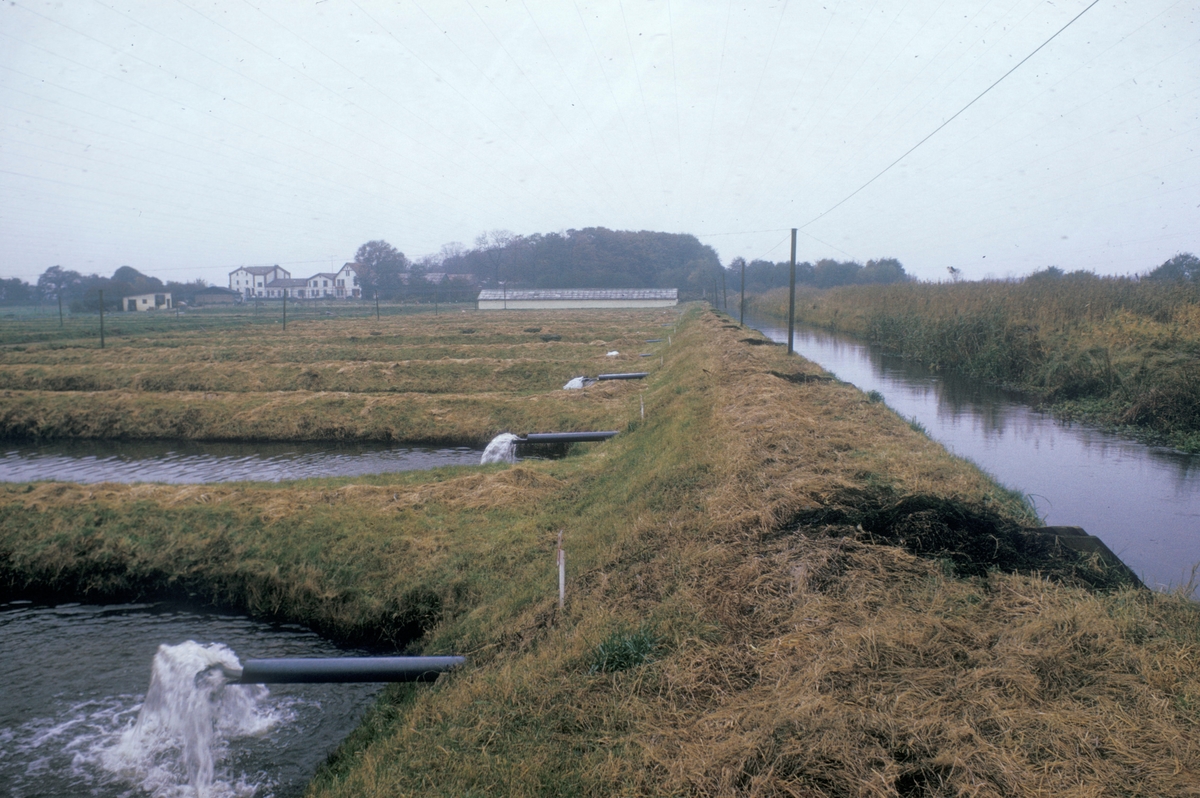 Forsøgsdambruget i Brøns. Hele området er gjennomskåret av jorddammer. Til høyre i bildet er kanalen som forsyner dammene med vann. Den ligger et nivå høyere. Hele området er dekt av fuglenett. Bygninger i bakgrunnen.