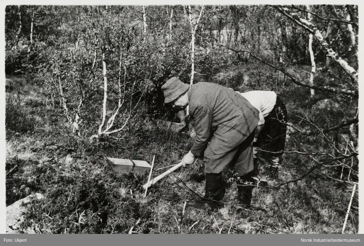 James Coward planter i skogen med hakke