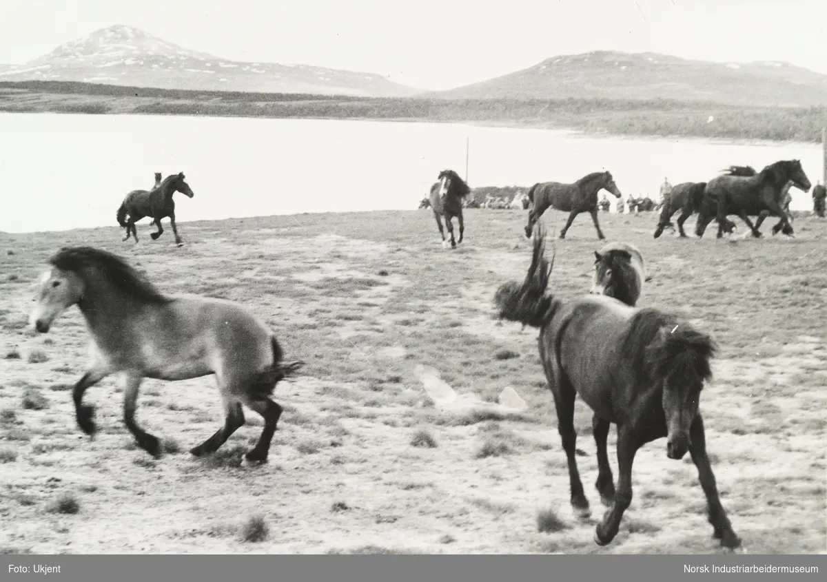 Hester på beite på Sundet, Møsstrond. I bakgrunn fjell og innsjøen Møsvatn