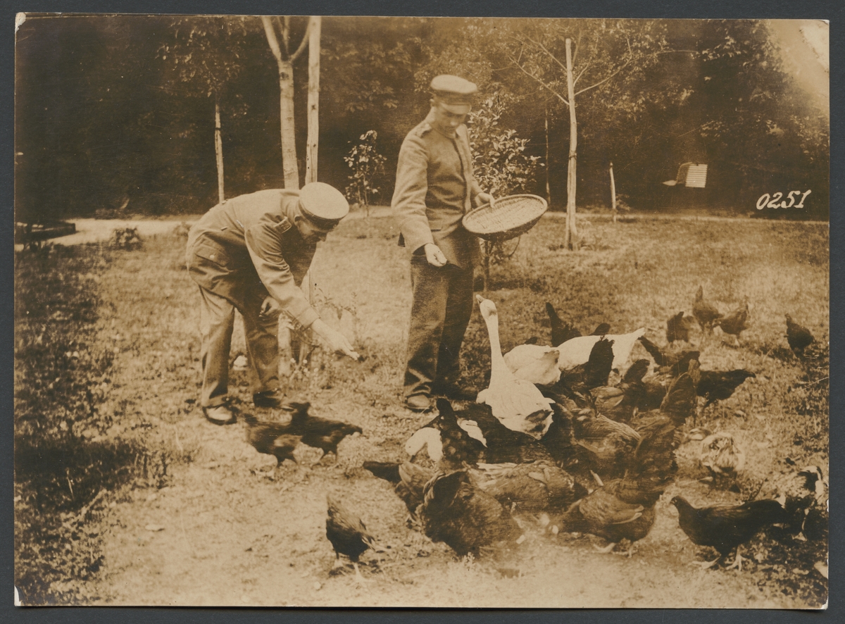 Bilden visar två krigsinvalider som arbetar i en fjäderfäskötsel. De hålla på att mata höns och gäss. Uniformsmössorna avslöjar att de är soldater.