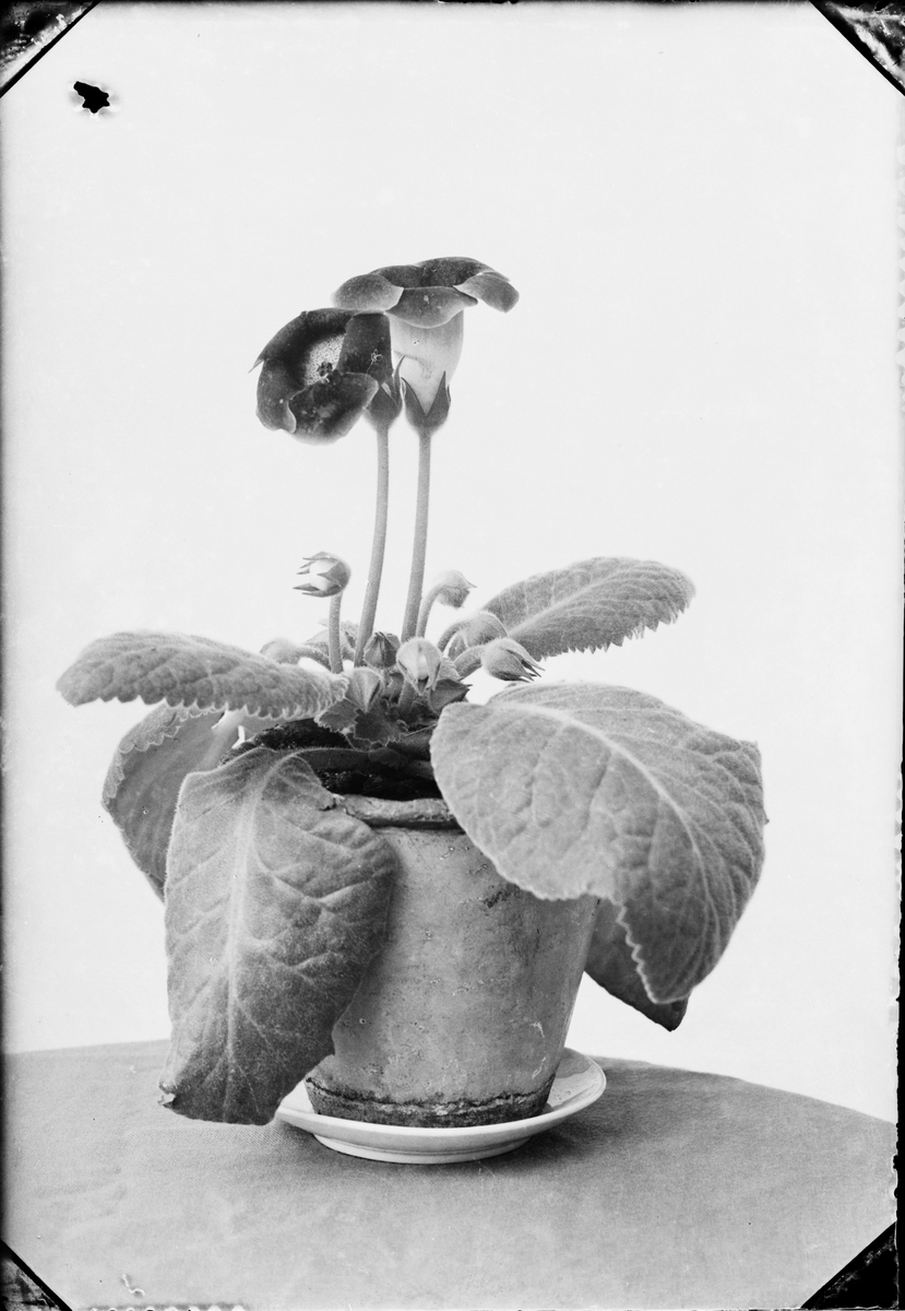 "En blomma från professor Widmark", Östhammar, Uppland 1927