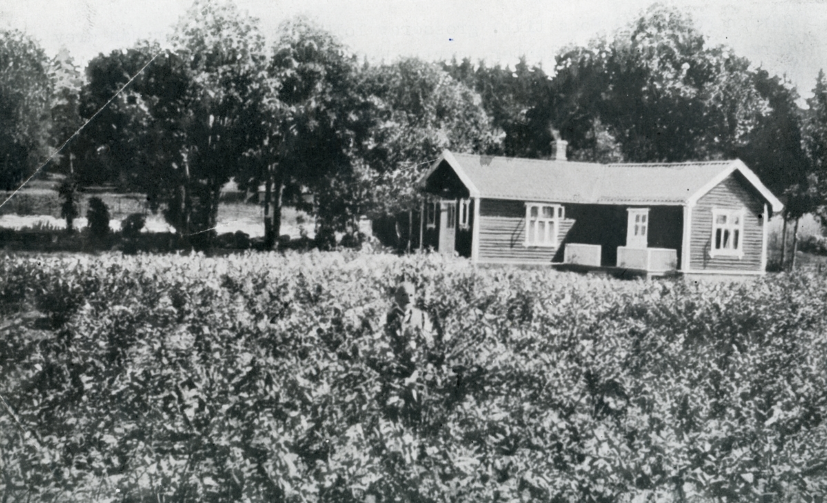 Fæste gård, Rygge, Østfold. Gården tilhørte politiker, grosserer og apoteker Tollef Ravn Bredal fra 1908. Han dyrket bl.a. medisinske planter, særlig under 1. verdenskrig.