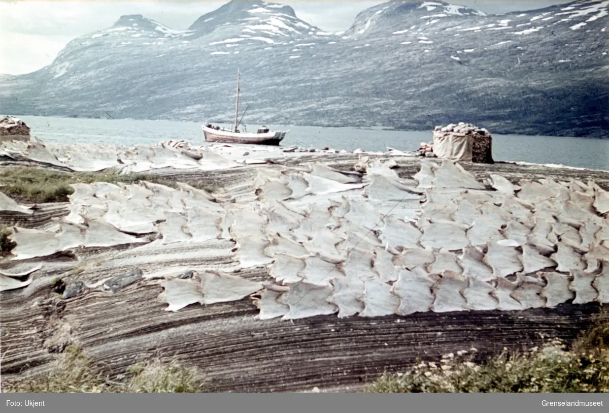 Klippfisk til tørk i Valnesfjord ved Fauske, sett mot nord-vest. En fiskebåt ligger sentralt i bildet foran Kistrand-Fjellene. 