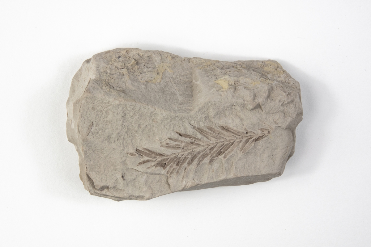 Ett fossil av ett blad från en lummerväxt från en blomväxt som sätter frön inneslutna i en frukt (Angiospermer). Exemplaret kommer från dåvarande Bilin i Böhmen i Österrike-Ungern och ingår i Adolf Andersohns samling.