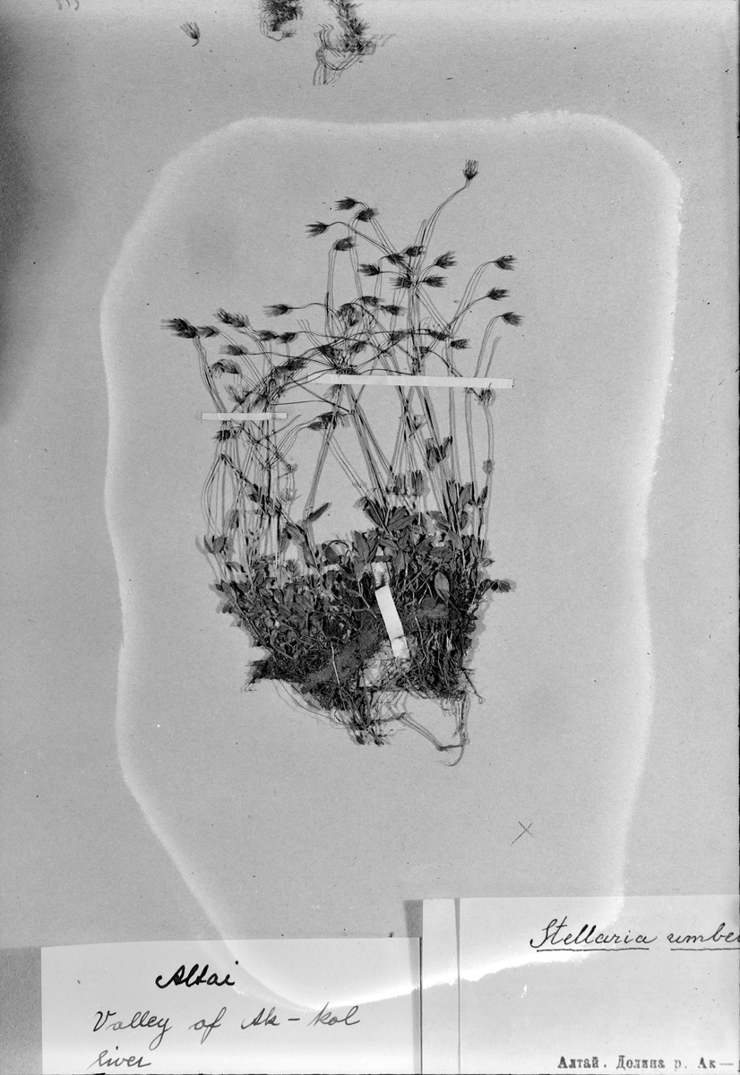 Herbarium hos Vitenskapsselskapet