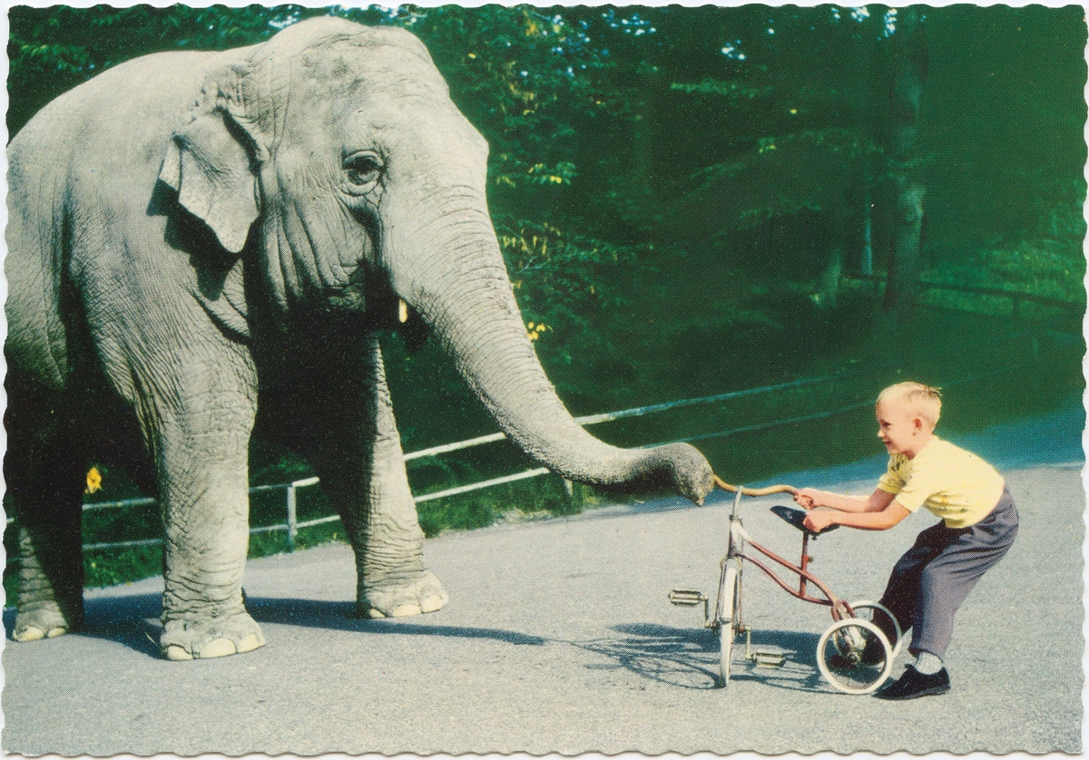 Vykort med motiv från Skansen. "Elefanten Bambina är lekfull". Elefant i dragkamp med en pojke om en trehjuling.