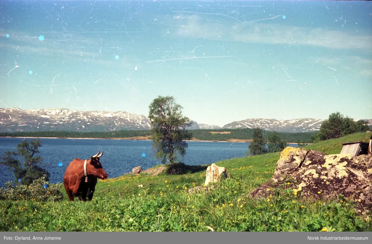 Ku med horn og kubjelle på Skinnarland, Møsstrond. I bakgrunn innsjøen Møsvatn og snødekte fjelltopper