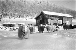 Sau med bjeller i snøen på gården Øst-Førnes, Møsstrond. I b