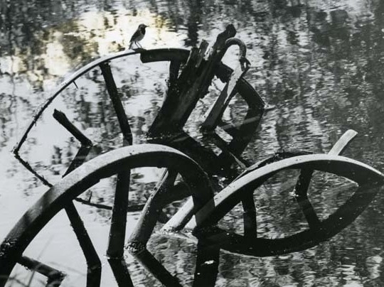 Sädesärla sitter på trähjul i ett vattendrag, sommaren 1965.