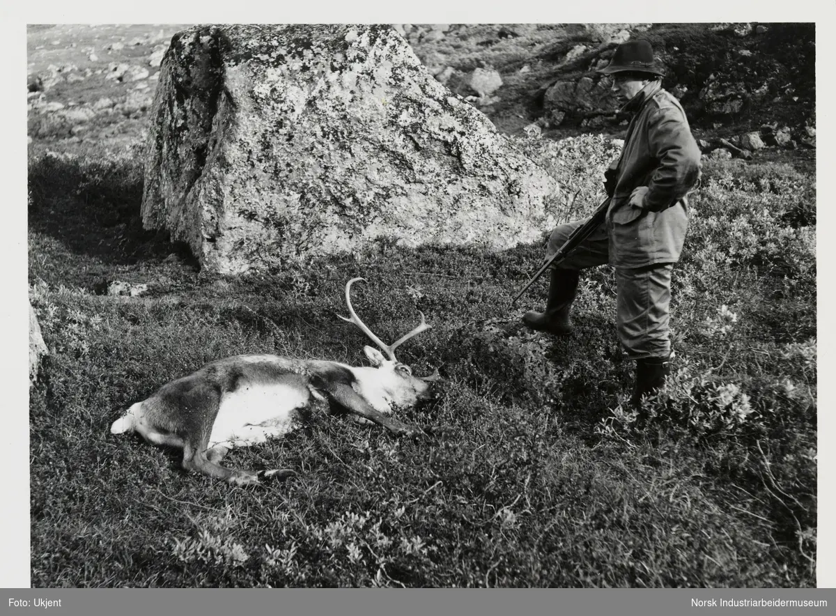 Mann med gevær ser på felt reinsdyr i Kvenndalen, Møsstrond