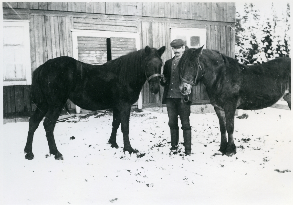 Norrby socken, Sala, Varmsätra. 
Anders Olsgården. Petrus Andersson med gårdens hästar, c:a 1917.