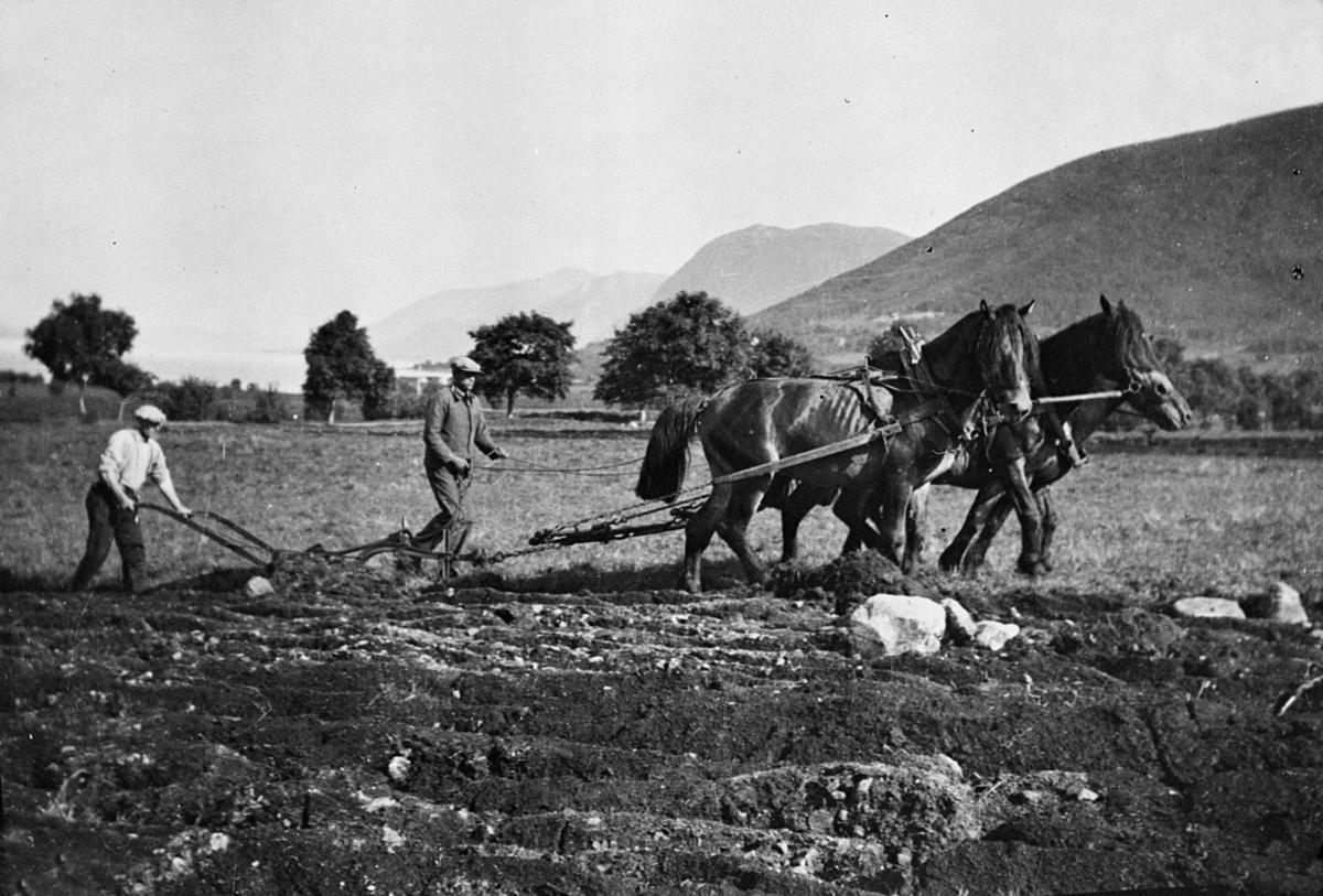 Pløying, to menn med hester og plog, Svanviken arbeidskoloni.