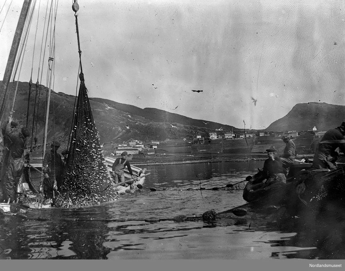 Sildefiske med not fra båt på en fjord. Kan være fra Korsnes. Flere menn ombord i 2 båter. I båten til venstre holder noen menn på med å heise opp ei sildnot. Noen hus på land.
