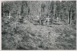 Falstadskogen 1945-49. Gravkorsene på bildet ble satt opp vå
